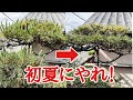 クロマツの簡単な剪定方法【5.6.7月にチャレンジ!】