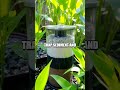 Crafting a Natural Water Filter from Sand and Gravel
