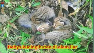 Menemukan 3 Ekor Anak kucing Hutan beserta induknya Di Alam Liar//Jungle Cat's Nest In The Wild