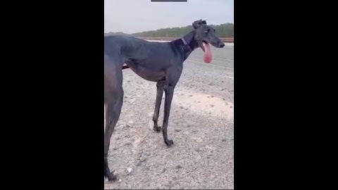 tazama mbwa mwenye kasi zaidi kuliko yeyote