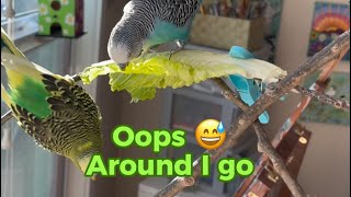 Fun with Lettuce  Budgies Banff & Jasper #budgies #funnyanimals