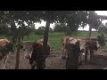 Ферма в Германии.Коровы на пастбище .