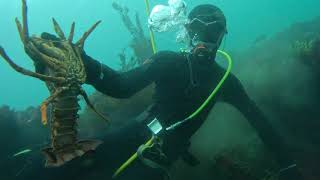 Torquay Diving - Nice Cray, Clear Water by Great Ocean Divers 1,054 views 11 months ago 5 minutes, 8 seconds