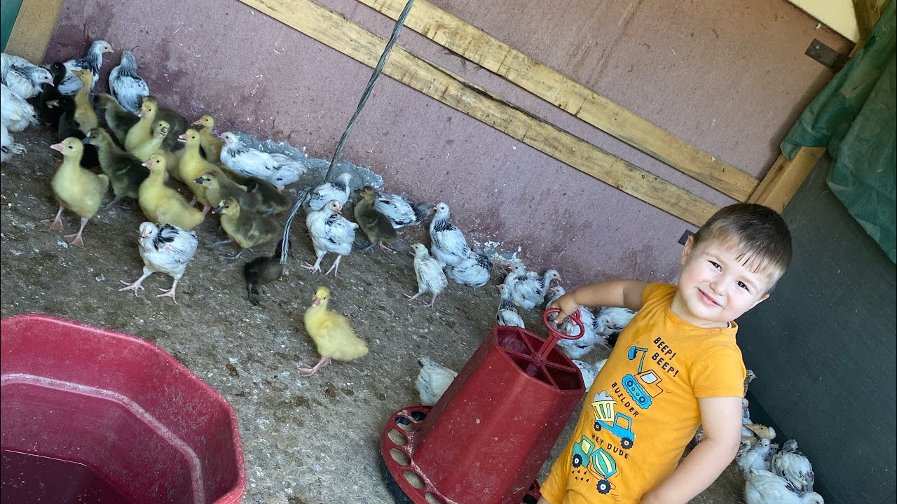 Bahçede Kümes Turu | Civcivler, Ördek ve Kaz Yavruları