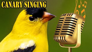 Canary Singing Best Video To Training Canaries Birds screenshot 1