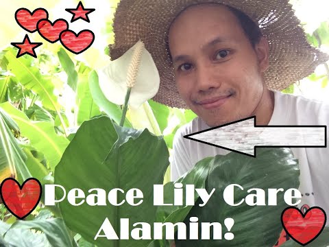 Paano Alagaan ang Peace Lily Plant + Facts and Propagation (Care for Peace Lily- W/English Sub)