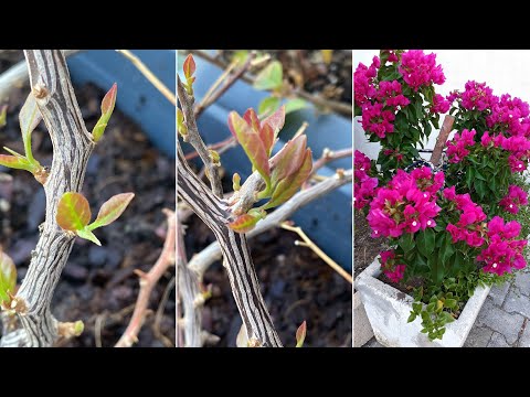 Video: Begonvil Bitkilerini Budama - Begonvil Bitkilerini Budamayı Öğrenin