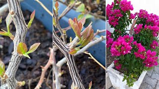 Begonvil yıllık Bakımı 😍🌸 /  begonvil budama çoğaltma Resimi