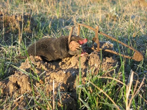 Отлов кротов(Talpa europaea). Виктор Бахмат. Беларусь. Гродно.