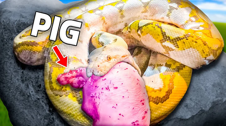 My 17 Foot Snake Hasn't Eaten in 15 MONTHS!