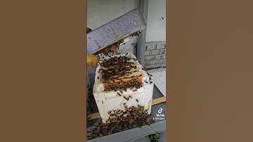 Mini Mating Nuc Fail #fail #beekeeping #queenbee #bee #beehive