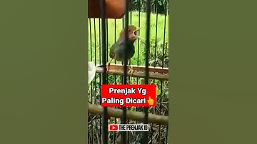 PRENJAK LUMUT GACOR YG PALING DICARI‼️ #prenjaklumut