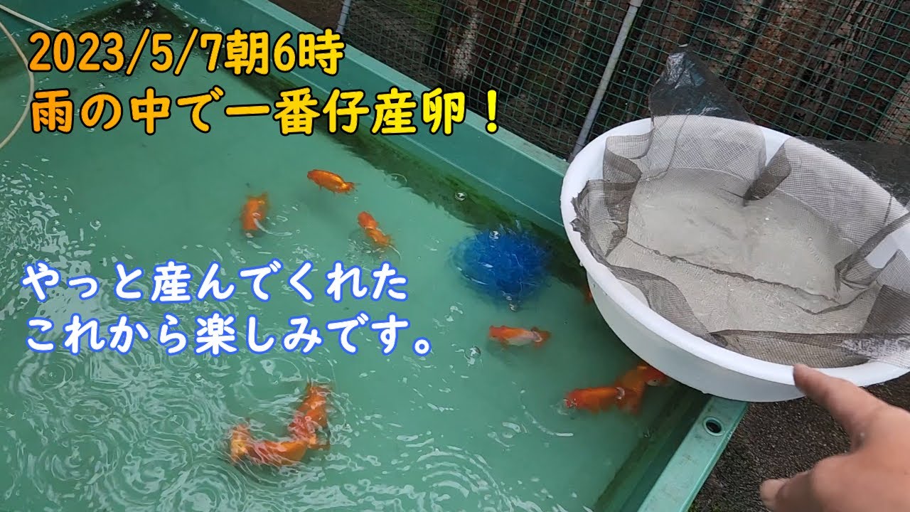 らんちゅう　蘭鋳　受精卵 maxresdefault.jpg
