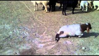 نقص النحاس بالاغنام  Cooper deficiency in sheep