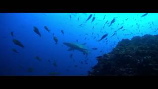 Galapagos Diving 2012 Aggressor I