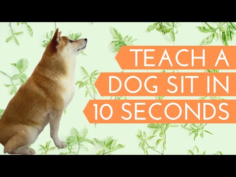 Teach Shiba to