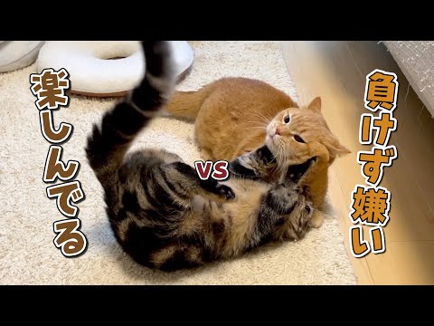 実は戦略家な兄弟猫のお相撲が可愛すぎる！