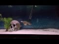 Young red belly piranha eating pinky mouse