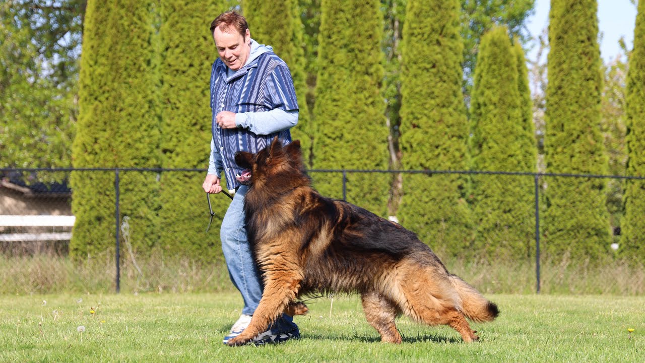 From Germany to America: Watch Wyn's Lively Obedience! | Kraftwork K9 Pro