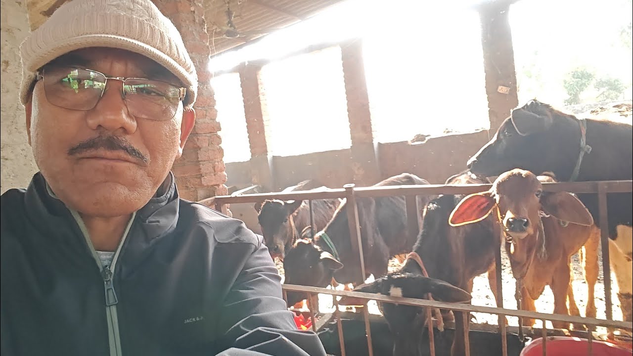 Dev Bhumi Haldwani कठघरिया नंदपुर गाय का घी , मावा खोवा, मक्खन🫟होली के दौरान शुद्धता ।