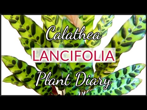 วีดีโอ: Calathea Lansifolia (22 ภาพ): ดูแลบ้าน วิธีการดูแลเธออย่างถูกต้องในช่วงออกดอก?