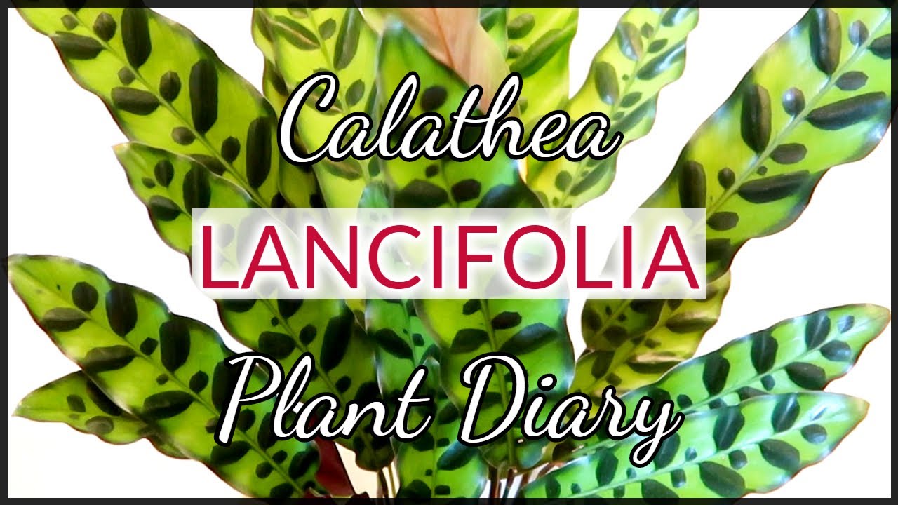 CALATHEA LANCIFOLIA “Rattlesnake” PLANT DIARY + CARE TIPS | Myra Murison