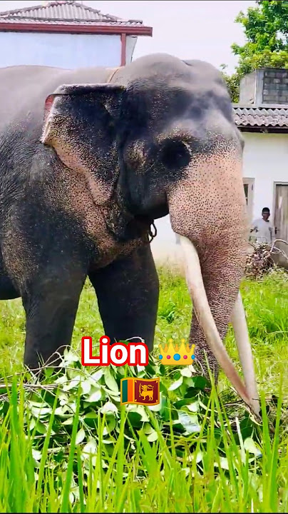 beautiful elephant in srilanka 🇱🇰 🤩 #shorts #elephant #daladamaligawa