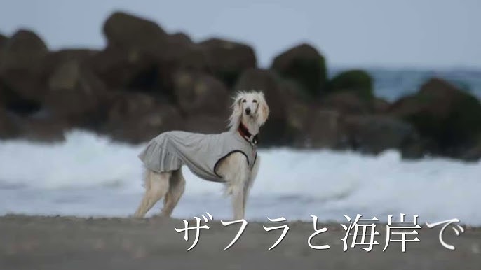 ボルゾイとサルーキの 最新のケンカ 編 Youtube