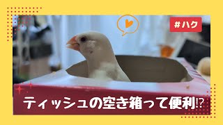 おてんばハクも、おとなしく見える日があった?!