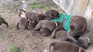 Pups go outside for the first time!