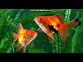 Animal Kingdom: Traits and Features of Mammals Birds Fish and More