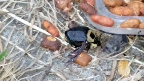 What kind of bug is this?