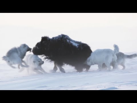 Видео: Арктические (мелвильские) волки – призраки ледяной пустыни. Главные хищники и эксперты по выживанию!