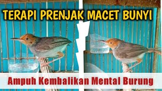 SUARA TERAPI PRENJAK | Atasi Burung Perenjak / Ciblek MACET Akibat STRES Atau Kalah Mental TARUNG