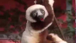 Zoboomafoo Tries To Get in The Water