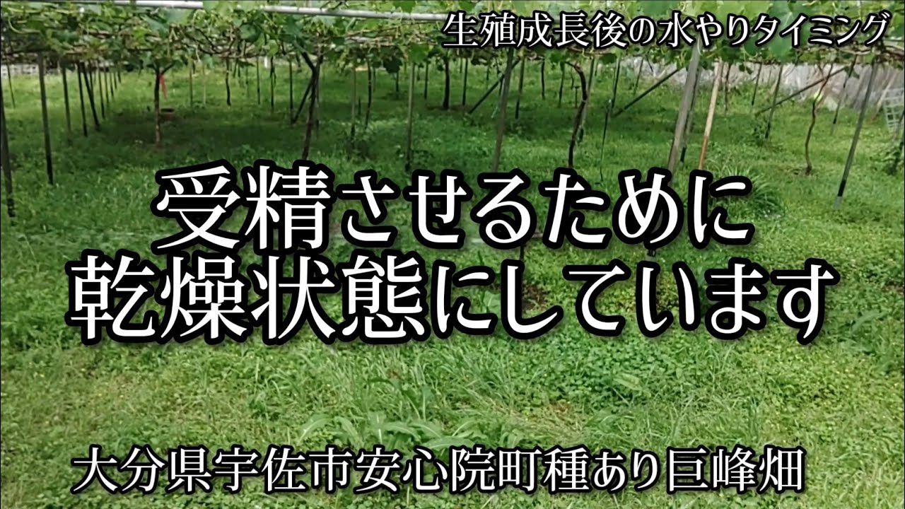 「ぶどうの作業」種ありぶどうの潅水再開時期は？