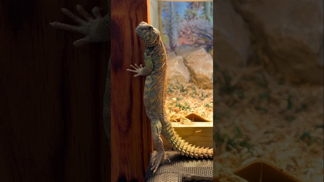 Funny Pet Lizard 