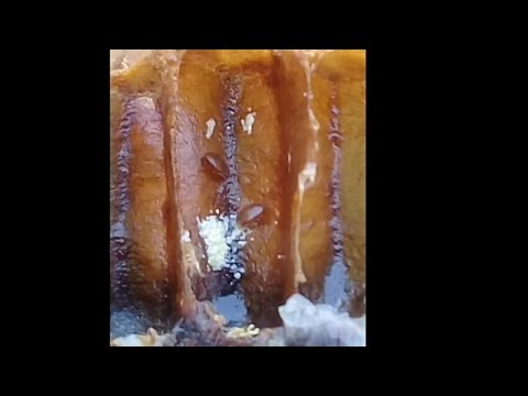 \"დადანმა\" არ გაამართლა? საფუტკრე გადამყავს...