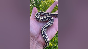 #2023production Some HEAT COMING OUT ALREADY!! #ballpythonbreeding #giveaway #2023status