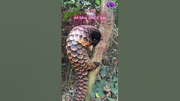 Bí Mật Tê Tê – Loài Động Vật Quý Hiếm Nhất Hành Tinh