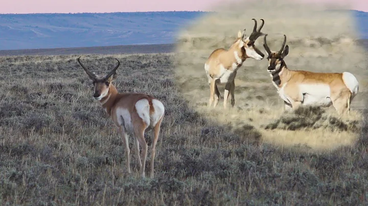 We Saw A LOT of Bucks | Wyoming Pronghorn with Mat...