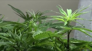 Jlarc Recommends Changes To Marijuana Legalization