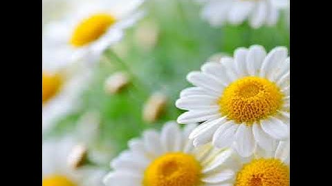 سورة القارعة مكررة بصوت الشيخ عبد الباسط عبد الصمد..🌾