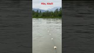 Get hit on the net!!! Alaska subsistence fishing #alaska