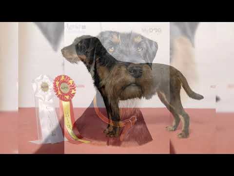Vidéo: Jack Russell Dressage d'écureuils pour chiens
