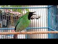 Masteran Burung Cucak Ijo Gacoruntuk Burung Yang Malas Bunyi Mp3 - Mp4 Download