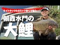 2021秋 朝霞水門の大鯉
