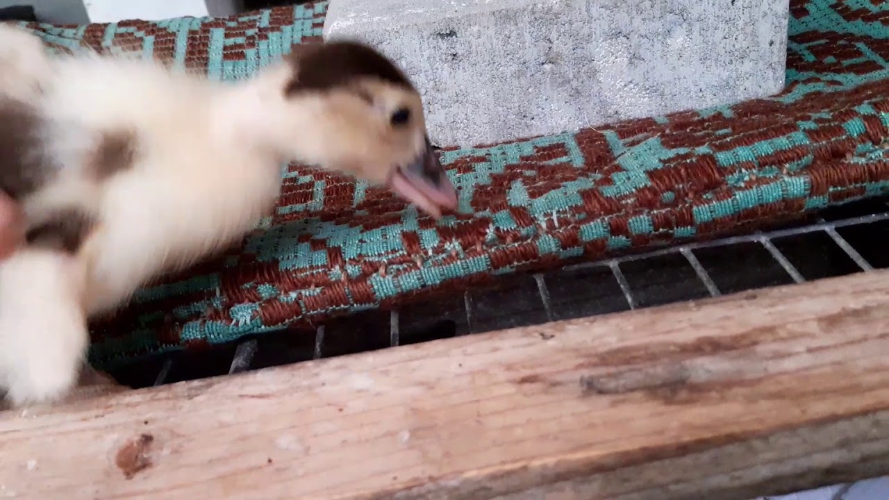 Boboci de rață mută - YouTube