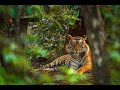 La jungle indienne  documentaire