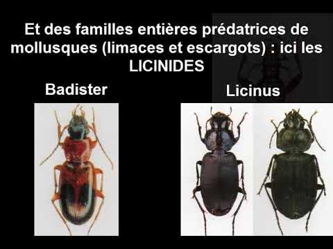 Vidéo: De quoi se nourrissent les carabes ?